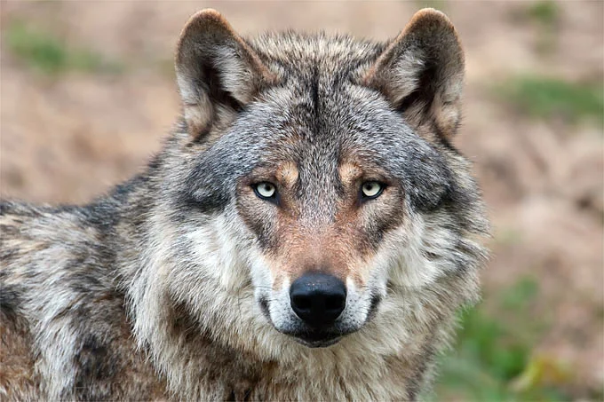 wolf