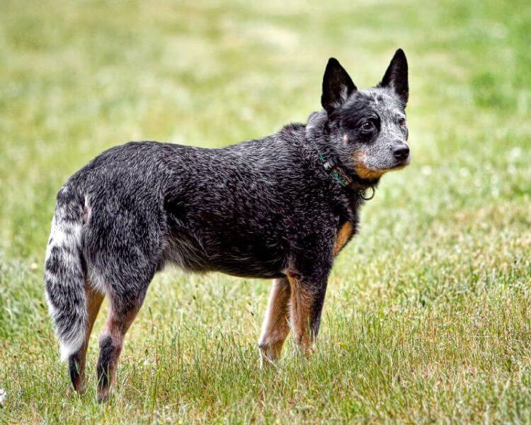 buys royalties blue heeler
