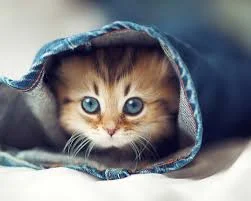 sell your mineral rights inside cat
