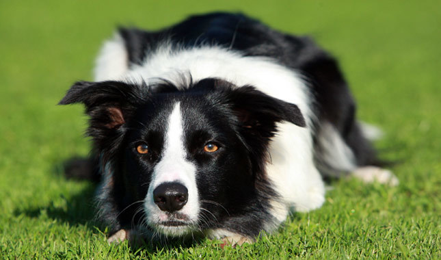 sell oklahoma minerals border collie